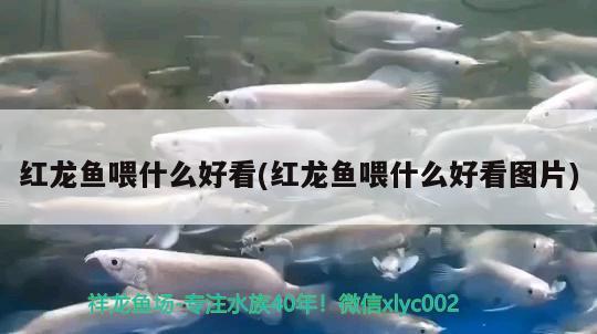 紅龍魚喂什么好看(紅龍魚喂什么好看圖片) 水族燈（魚缸燈）