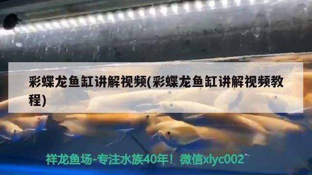 彩蝶龍魚缸講解視頻(彩蝶龍魚缸講解視頻教程)