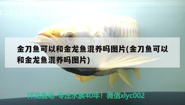 魚(yú)缸頂上的燈有什么用(魚(yú)缸頂上的燈有什么用途) 黃金眼鏡蛇雷龍魚(yú)