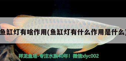 魚缸實(shí)木底柜做法視頻：魚缸實(shí)木底柜做法視頻教程 廣州水族批發(fā)市場 第3張