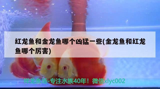 七彩龍魚是什么品種：金龍魚品種 觀賞魚 第2張