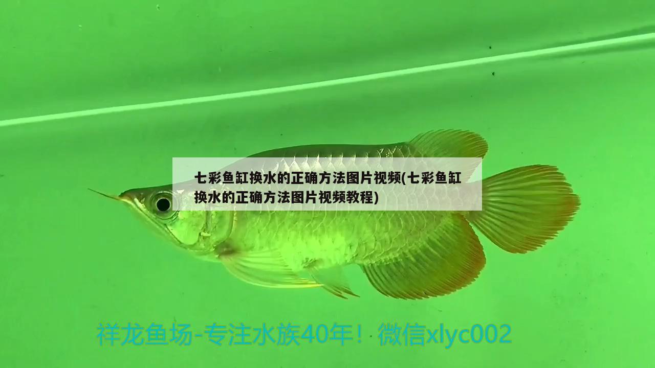 七彩魚缸換水的正確方法圖片視頻(七彩魚缸換水的正確方法圖片視頻教程)