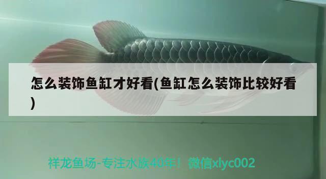 怎么裝飾魚缸才好看(魚缸怎么裝飾比較好看) 南美異形觀賞魚