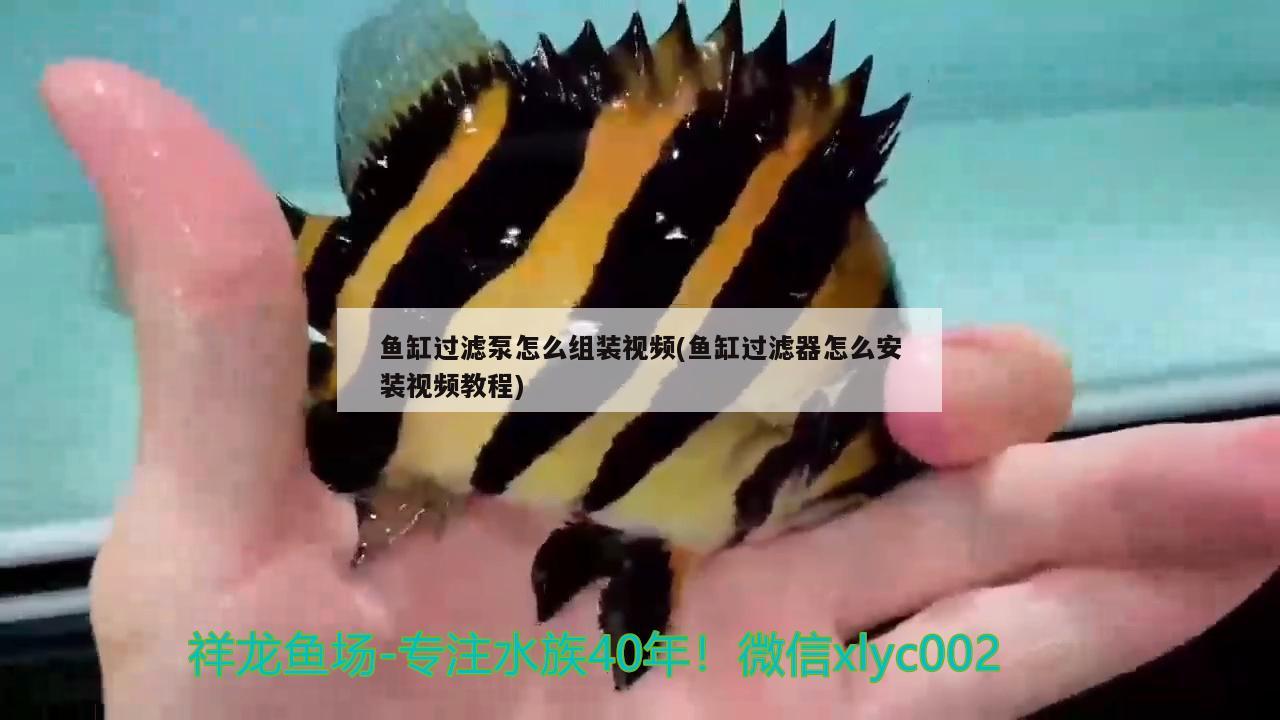 魚缸過濾泵怎么組裝視頻(魚缸過濾器怎么安裝視頻教程)