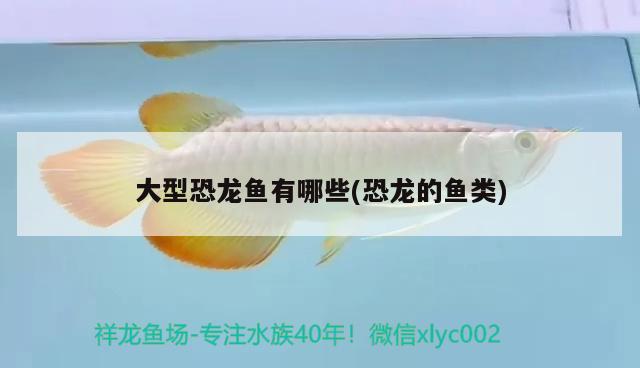 魚缸增氧泵不吐泡了怎么辦(魚缸水泵充氧不吐泡泡)