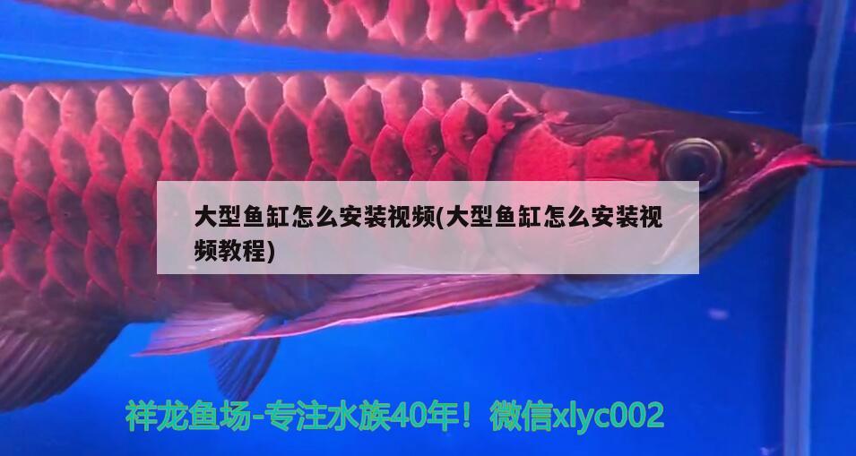 大型魚缸怎么安裝視頻(大型魚缸怎么安裝視頻教程) 黑帝王魟魚