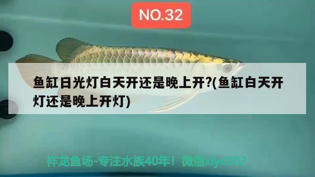 魚缸日光燈白天開還是晚上開?(魚缸白天開燈還是晚上開燈) 硝化細菌