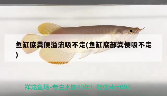 魚缸底糞便溢流吸不走(魚缸底部糞便吸不走)