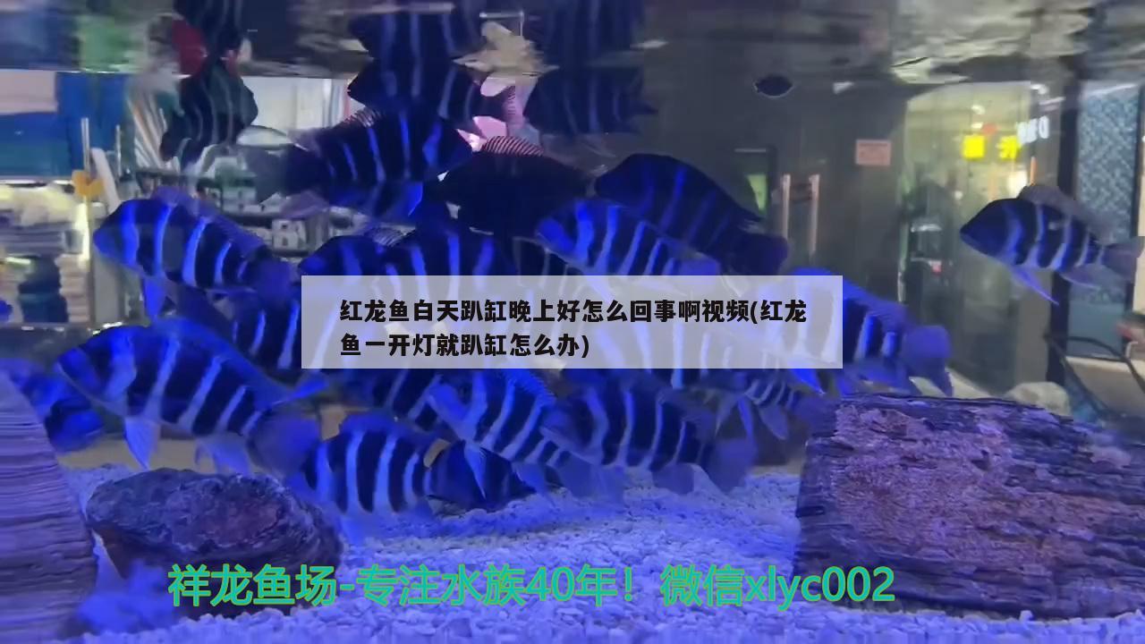 紅龍魚白天趴缸晚上好怎么回事啊視頻(紅龍魚一開燈就趴缸怎么辦)