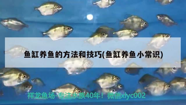 魚缸養(yǎng)魚的方法和技巧(魚缸養(yǎng)魚小常識) 祥龍水族濾材/器材