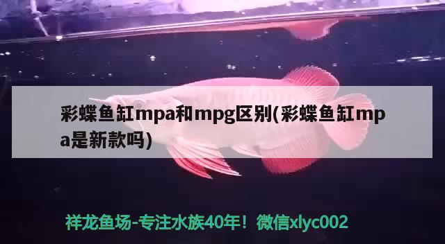 彩蝶魚缸mpa和mpg區(qū)別(彩蝶魚缸mpa是新款嗎)