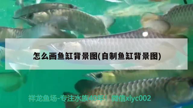 怎么畫魚缸背景圖(自制魚缸背景圖)