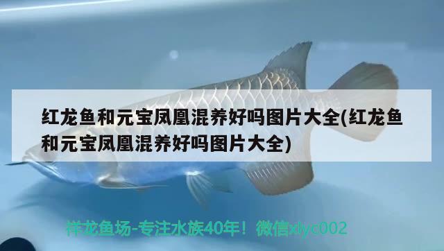 紅龍魚和元寶鳳凰混養(yǎng)好嗎圖片大全(紅龍魚和元寶鳳凰混養(yǎng)好嗎圖片大全)