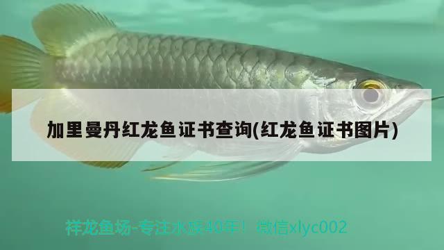 加里曼丹紅龍魚證書查詢(紅龍魚證書圖片) 定時(shí)器/自控系統(tǒng)