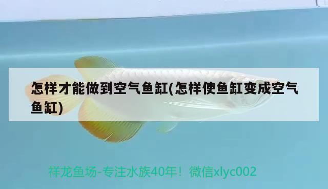 怎樣才能做到空氣魚缸(怎樣使魚缸變成空氣魚缸)