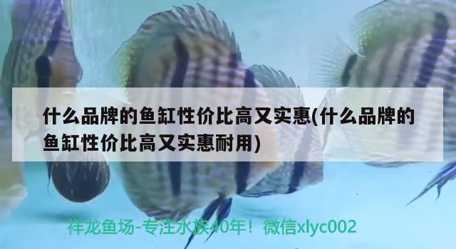 什么品牌的魚缸性價(jià)比高又實(shí)惠(什么品牌的魚缸性價(jià)比高又實(shí)惠耐用) 紅勾銀版魚