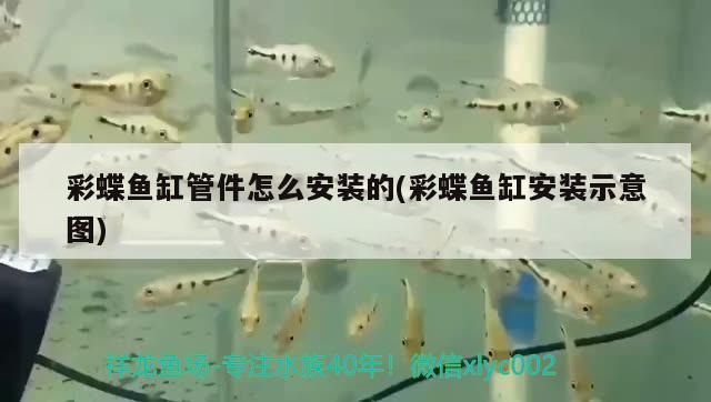 彩蝶魚缸管件怎么安裝的(彩蝶魚缸安裝示意圖) 祥龍超血紅龍魚