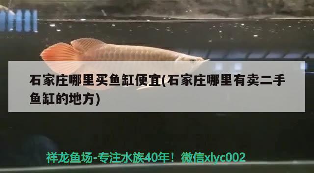 石家莊哪里買魚缸便宜(石家莊哪里有賣二手魚缸的地方) 祥龍水族濾材/器材