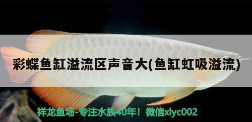 彩蝶魚(yú)缸溢流區(qū)聲音大(魚(yú)缸虹吸溢流) 黃金招財(cái)貓魚(yú)