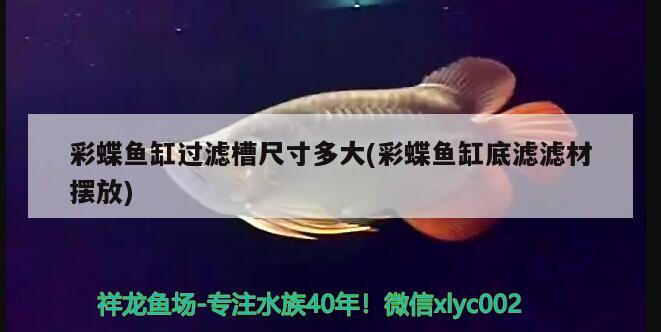 彩蝶魚缸過濾槽尺寸多大(彩蝶魚缸底濾濾材擺放)