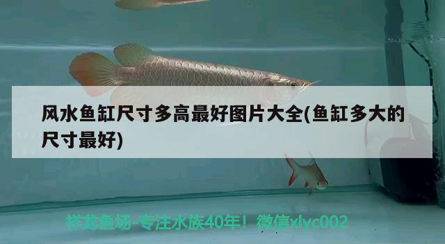 魚缸臭氧消毒多久一次（臭氧消毒魚缸需要遮擋嗎） 帝王血鉆 第2張