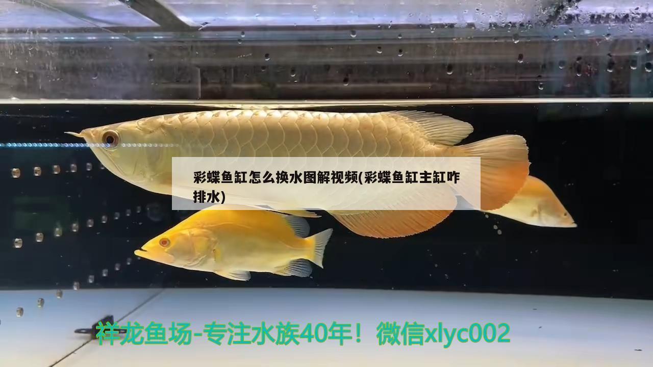 彩蝶魚缸怎么換水圖解視頻(彩蝶魚缸主缸咋排水)