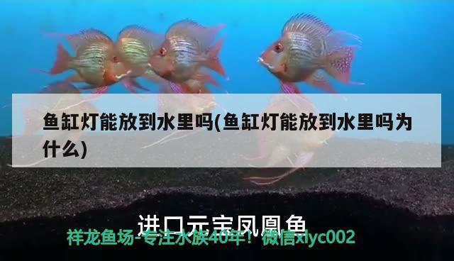 魚缸燈能放到水里嗎(魚缸燈能放到水里嗎為什么) 祥龍魚場