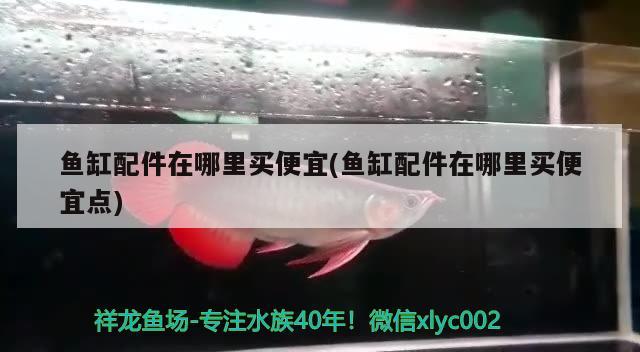 第二天尚安全 金龍魚糧 第2張