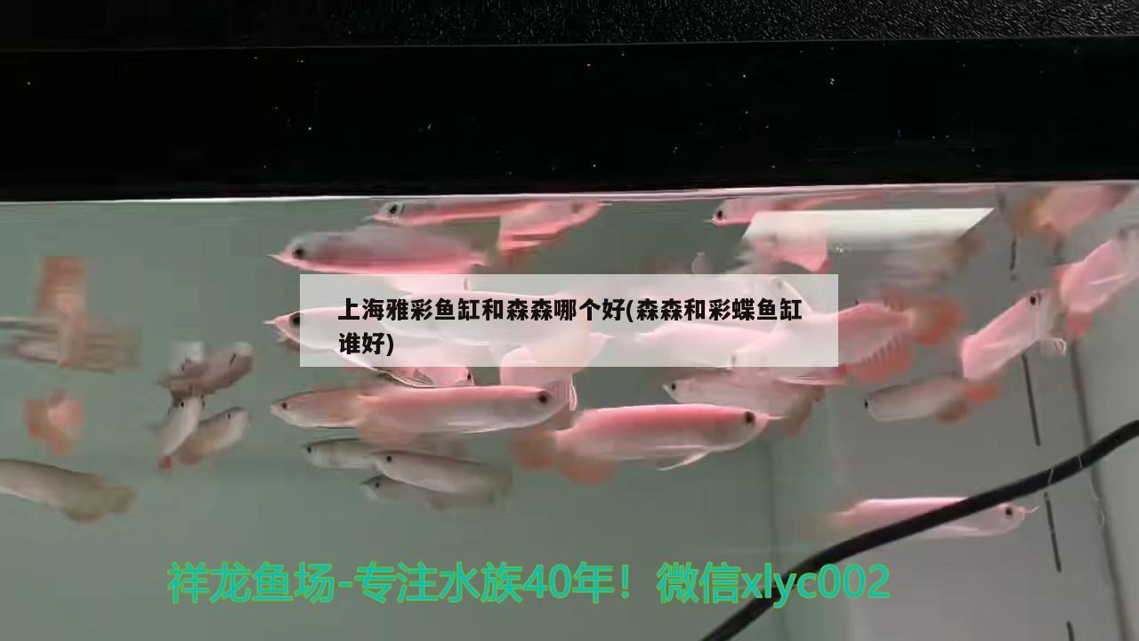 上海雅彩魚缸和森森哪個(gè)好(森森和彩蝶魚缸誰好) 廣州水族批發(fā)市場