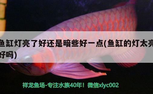 魚缸燈亮了好還是暗些好一點(魚缸的燈太亮好嗎) 銀龍魚苗