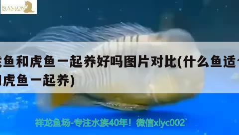 龍魚和虎魚一起養(yǎng)好嗎圖片對比(什么魚適合和虎魚一起養(yǎng))