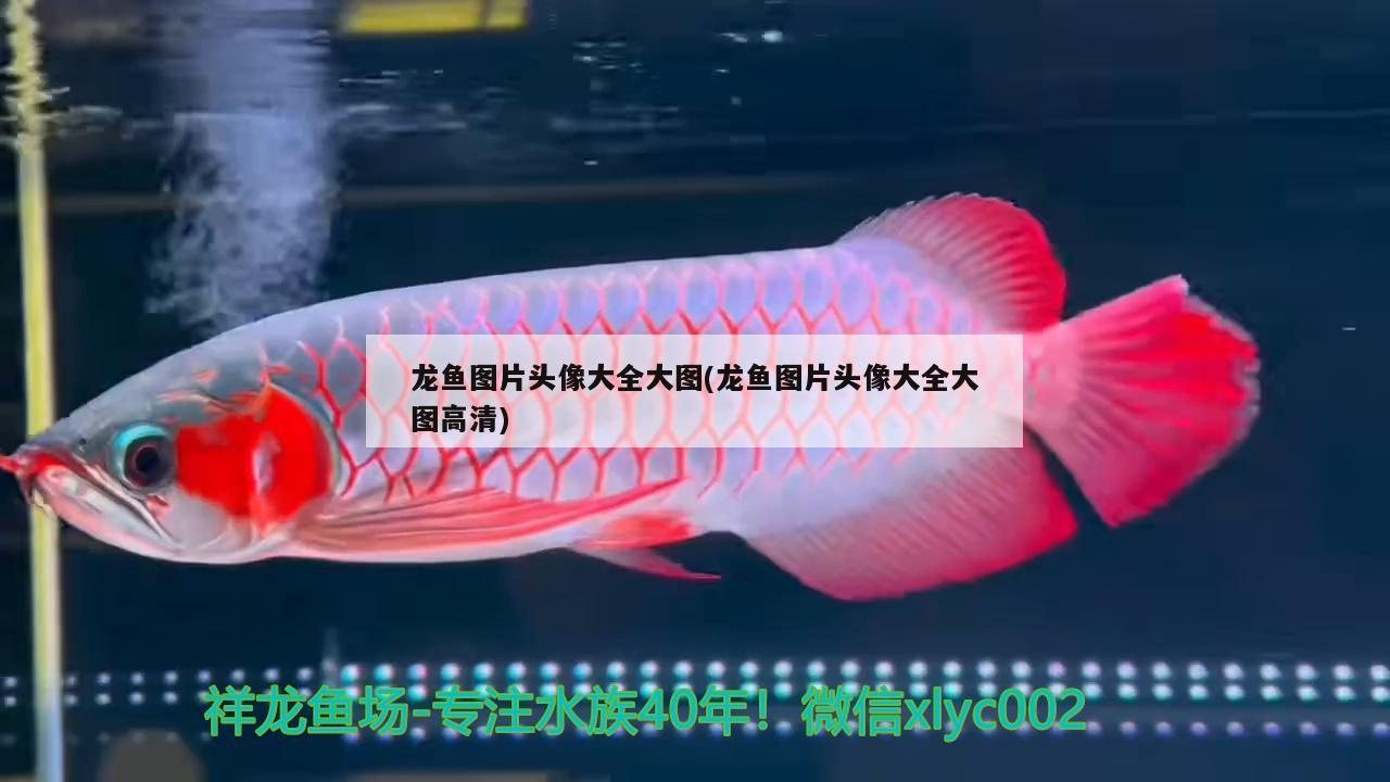 雷龍魚能和金魚混養(yǎng)嗎：雷龍能和金龍魚一起混養(yǎng)嗎