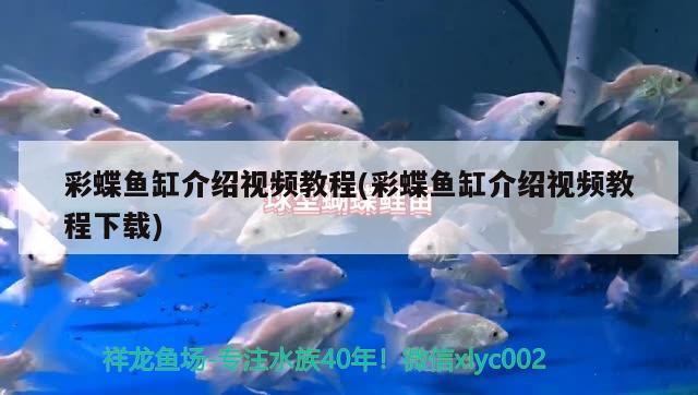 彩蝶魚缸介紹視頻教程(彩蝶魚缸介紹視頻教程下載) 黃吉金龍（白子金龍魚）