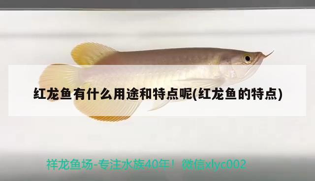 紅龍魚有什么用途和特點(diǎn)呢(紅龍魚的特點(diǎn))