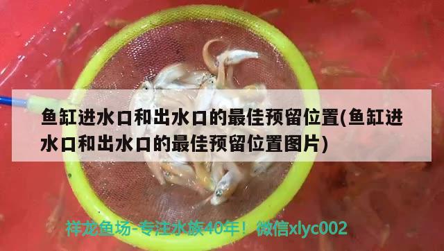 魚(yú)缸進(jìn)水口和出水口的最佳預(yù)留位置(魚(yú)缸進(jìn)水口和出水口的最佳預(yù)留位置圖片) 紅龍魚(yú)百科