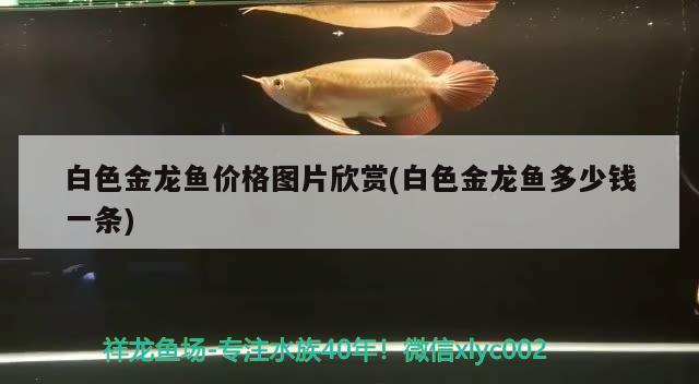 張家港二手魚缸出售（蘇州大型魚缸找哪家定制好） 白化火箭 第2張