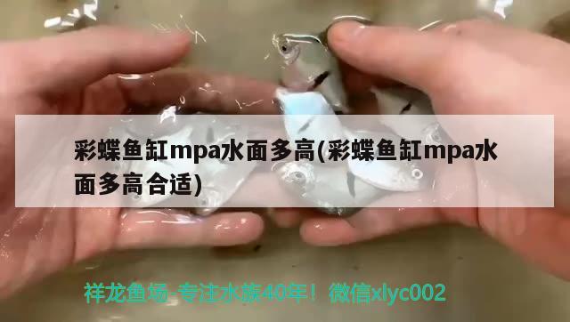 彩蝶魚缸mpa水面多高(彩蝶魚缸mpa水面多高合適)