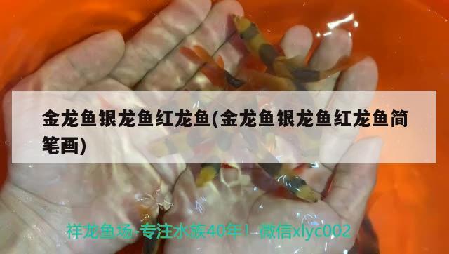 金龍魚銀龍魚紅龍魚(金龍魚銀龍魚紅龍魚簡筆畫) 銀龍魚