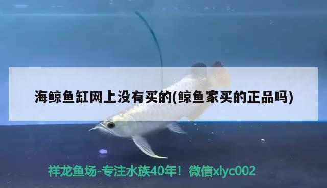 龍魚(yú)缸的底和背景一般用什么顏色，養(yǎng)龍什么魚(yú)缸好!要性?xún)r(jià)比高的