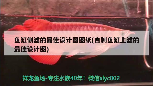 魚缸側濾的最佳設計圖圖紙(自制魚缸上濾的最佳設計圖) 稀有金龍魚