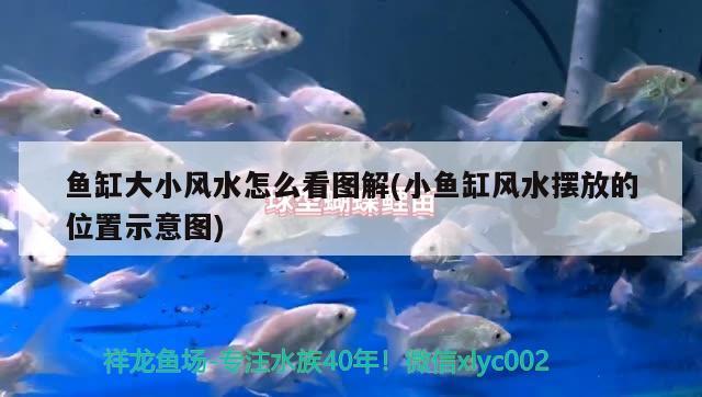 魚(yú)缸大小風(fēng)水怎么看圖解(小魚(yú)缸風(fēng)水?dāng)[放的位置示意圖) 魚(yú)缸風(fēng)水