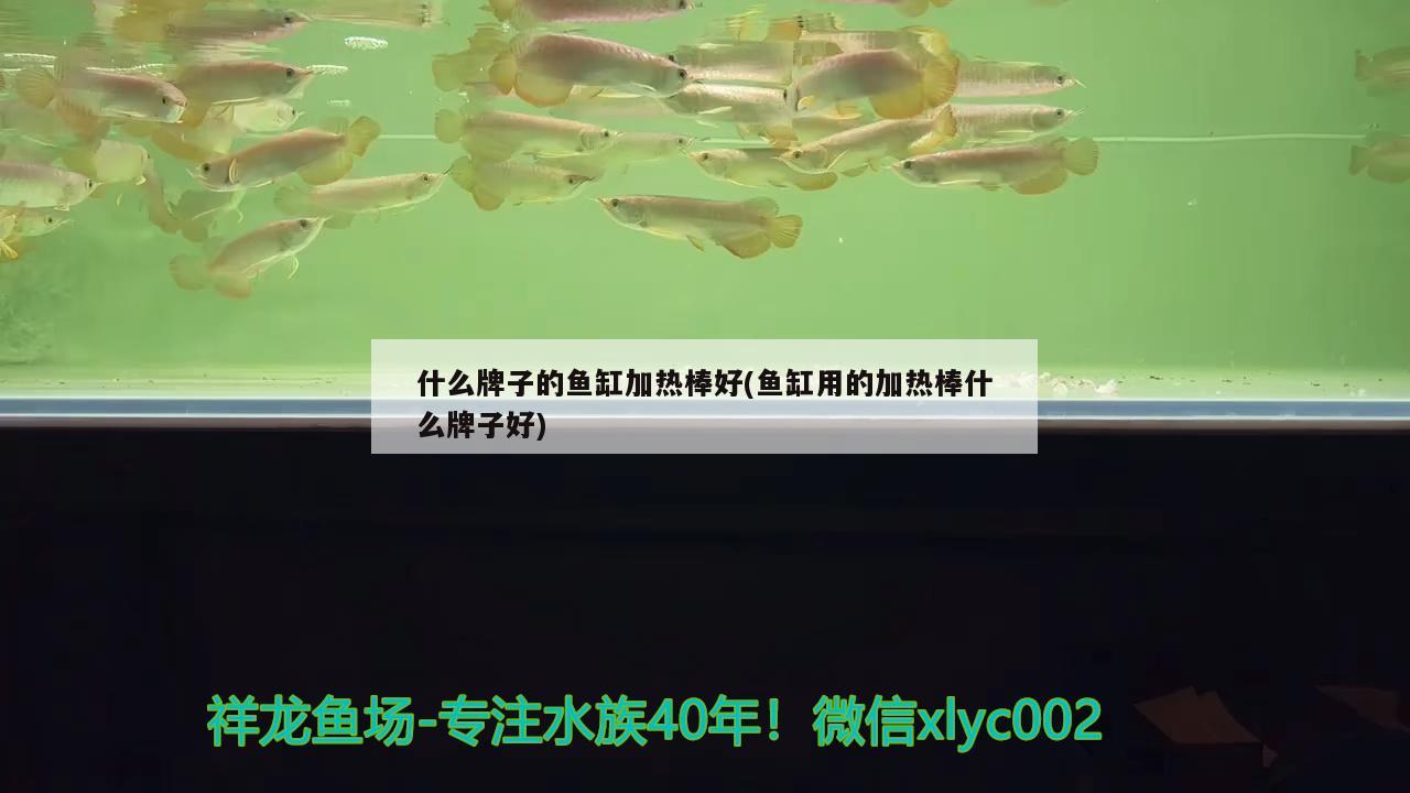 什么牌子的魚缸加熱棒好(魚缸用的加熱棒什么牌子好)