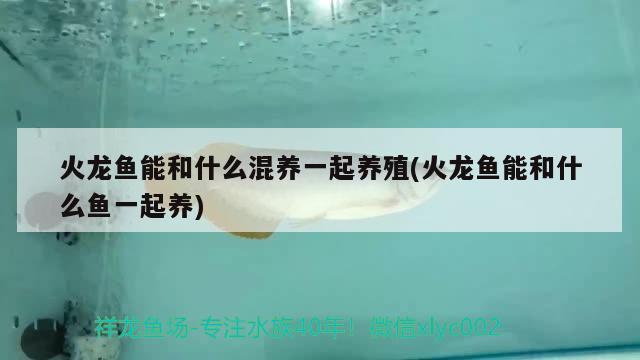 火龍魚能和什么混養(yǎng)一起養(yǎng)殖(火龍魚能和什么魚一起養(yǎng)) 巴西亞魚