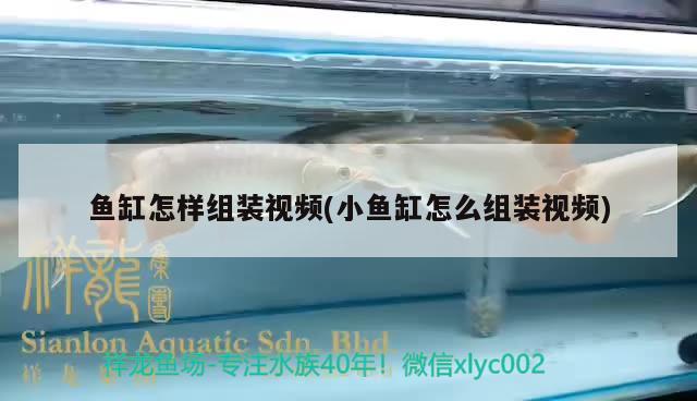 鹿邑縣零創(chuàng)水族用品商行，鹿邑水族館 水族用品 第2張