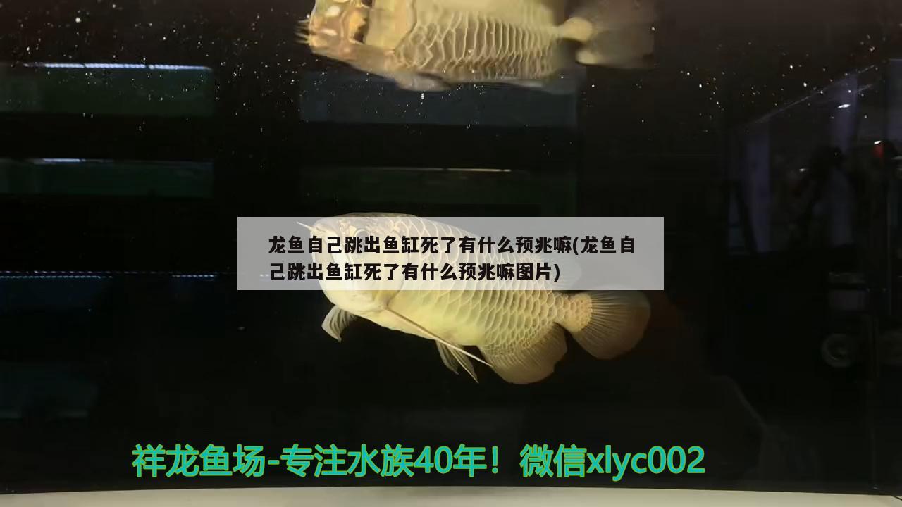 龍魚自己跳出魚缸死了有什么預兆嘛(龍魚自己跳出魚缸死了有什么預兆嘛圖片)