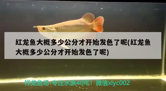 紅龍魚大概多少公分才開始發(fā)色了呢(紅龍魚大概多少公分才開始發(fā)色了呢) 皇冠黑白魟魚