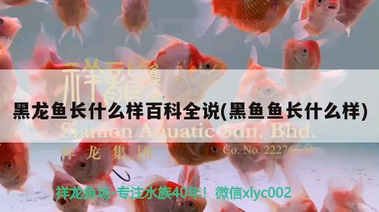 黑龍魚長(zhǎng)什么樣百科全說(shuō)(黑魚魚長(zhǎng)什么樣) 三色錦鯉魚