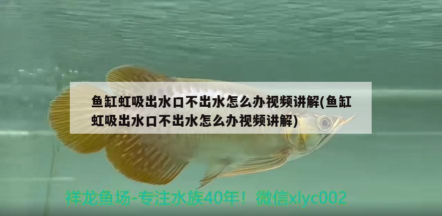 魚缸虹吸出水口不出水怎么辦視頻講解(魚缸虹吸出水口不出水怎么辦視頻講解) 埃及神仙魚 第2張