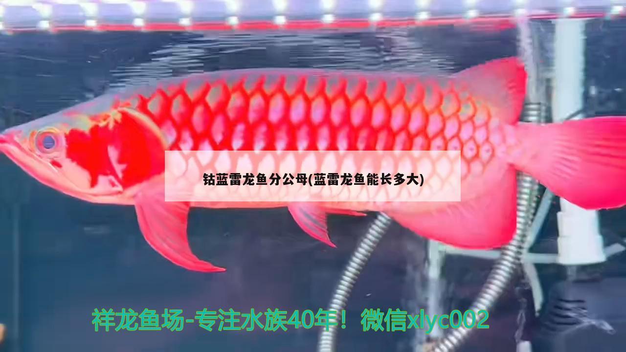 鈷藍(lán)雷龍魚分公母(藍(lán)雷龍魚能長多大) 財神鸚鵡魚