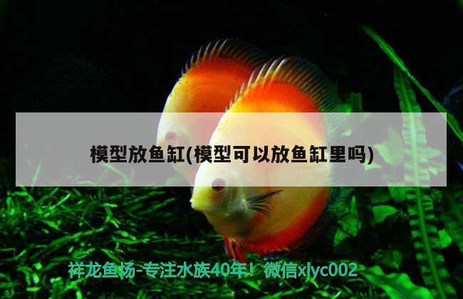 模型放魚缸(模型可以放魚缸里嗎)